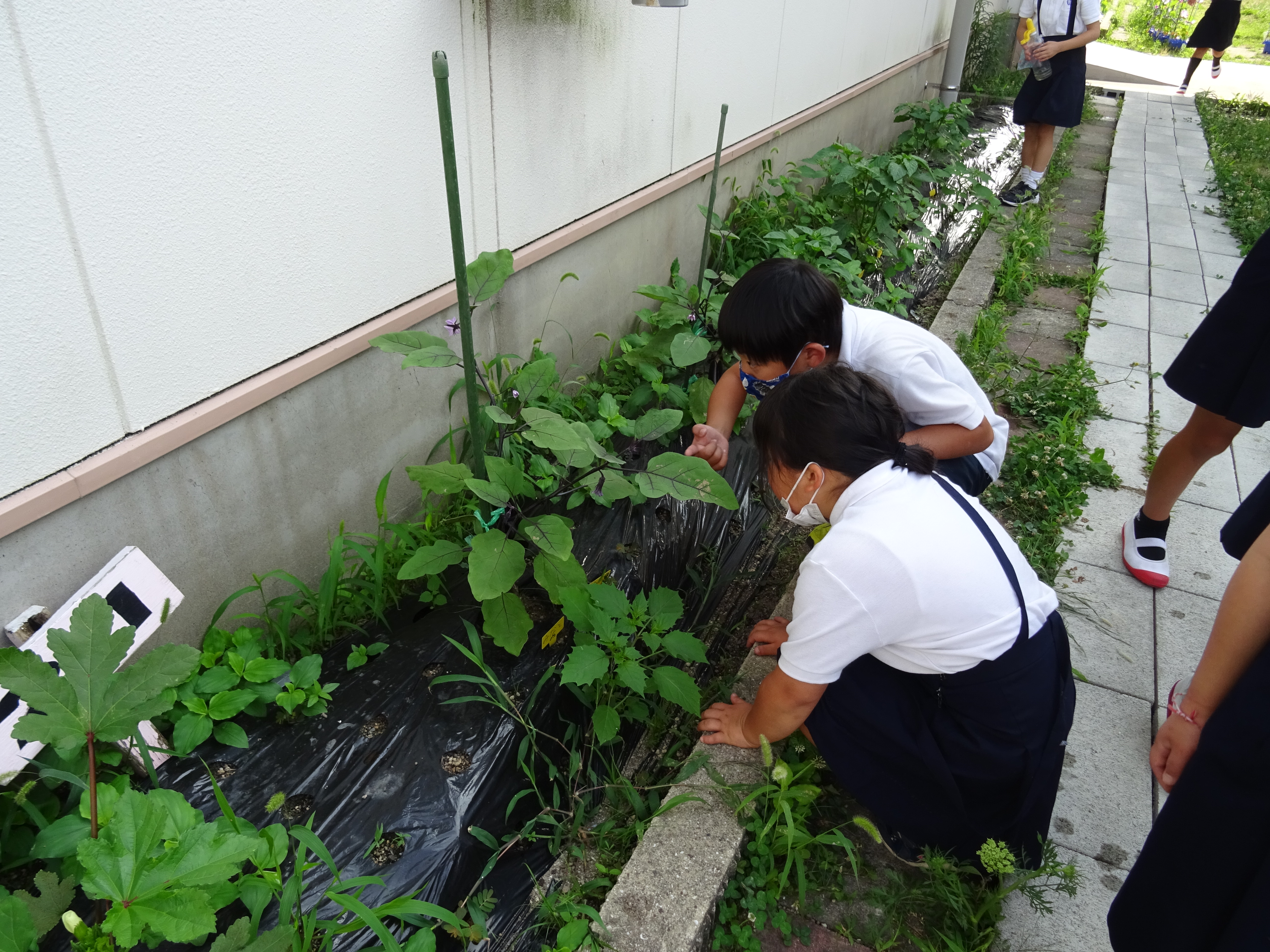 なす オクラ ヘチマ ひょうたんを育てています 千代田東部小学校 なす オクラ ヘチマ ひょうたんを育てています 千代田東部小学校