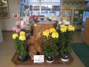 11 5 菊作り名人からのプレゼント 鳥栖市立麓小学校