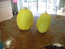 7 14 黄色い瓜がなりました 鳥栖市立麓小学校