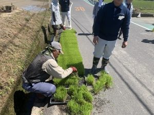 田植え