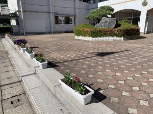 生徒会奉仕部の皆さんが玄関前に花を植えてくれました 佐賀市思斉館中学部