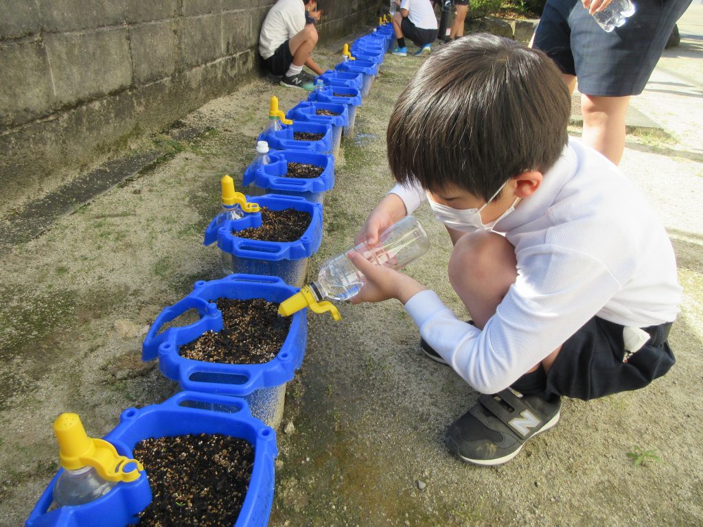 １年生 朝顔の水やり 太良町立多良小学校