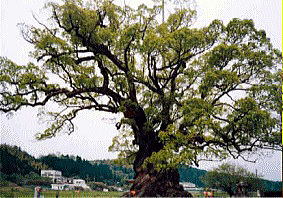 川古の大楠